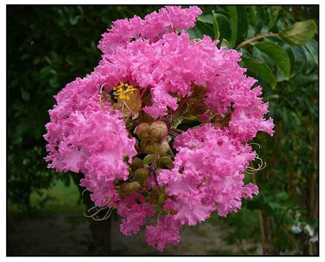 The Role of Dimming Witchcraft Crape Myrtle in Pollinator Gardens